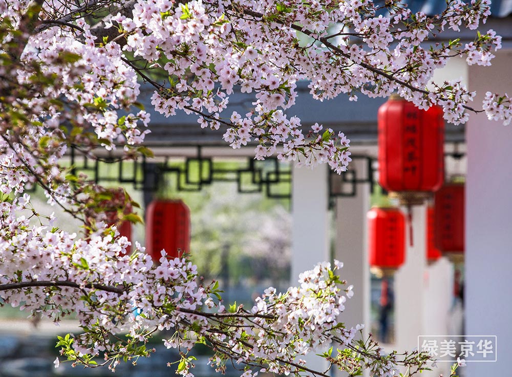 陈风檩-13693066232北京新起点+《花开时节》+陈风檩+手机：13693066232.jpg