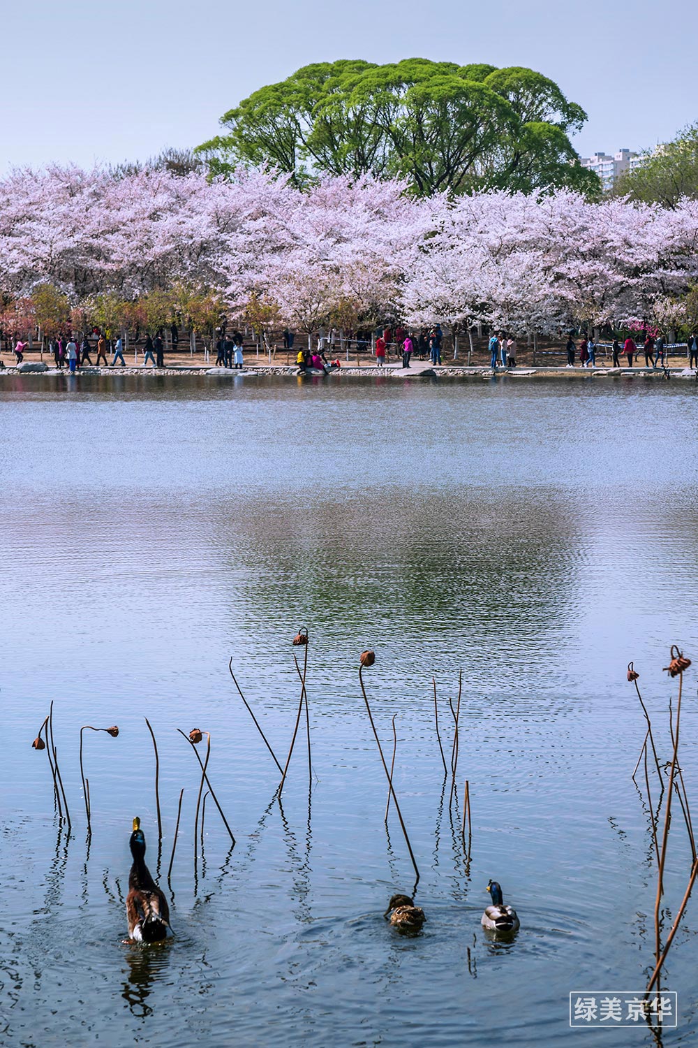 何嵘一《湖春水映樱花》+海淀玉渊潭公园+13581758880.jpg