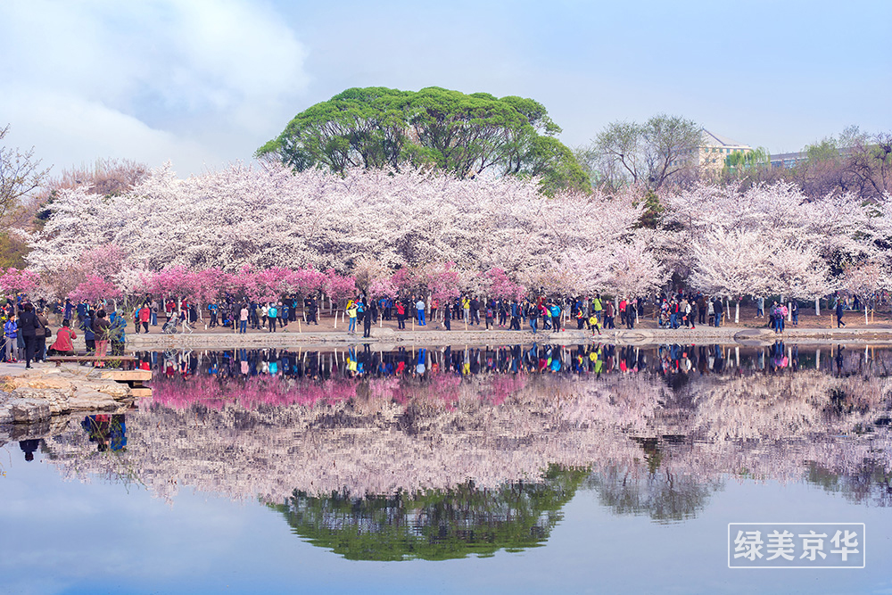 欧阳小红+《花海人潮》+13651320508+摄于玉渊潭公园.jpg